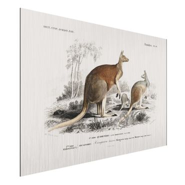 Impression sur aluminium - Vintage Board Kangaroo
