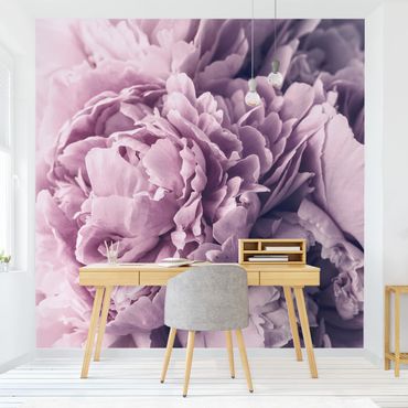 Papier peint - Purple Peony Blossoms