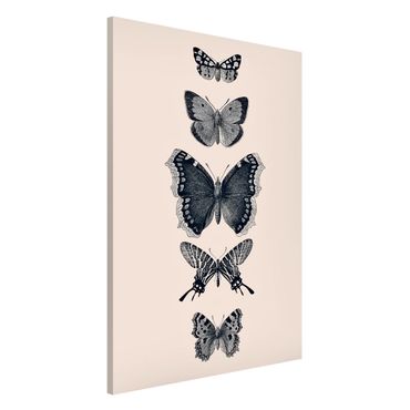 Tableau magnétique - Ink Butterflies On Beige Backdrop