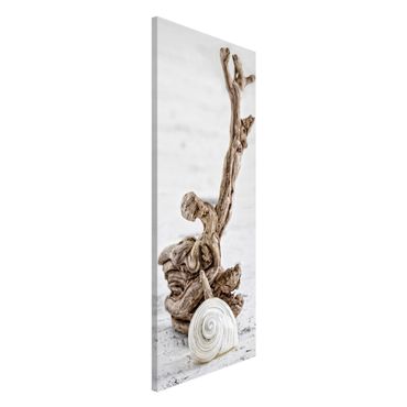 Tableau magnétique - White Snail Shell And Root Wood