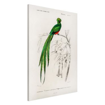 Tableau magnétique - Vintage Board Tropical Bird I