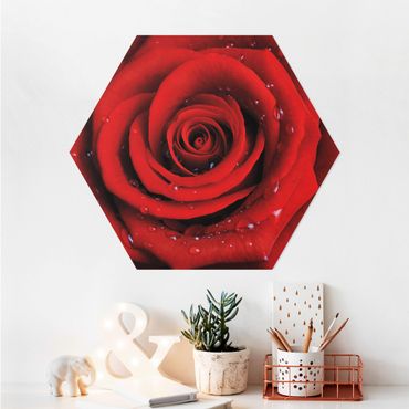 Hexagone en alu Dibond - Red Rose With Water Drops