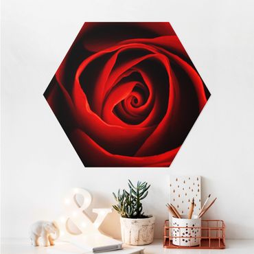 Hexagone en alu Dibond - Lovely Rose