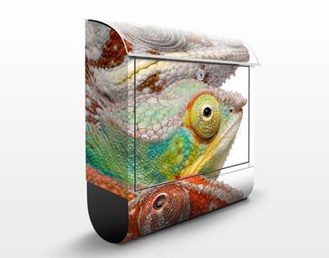 Boite aux lettres - Colourful Chameleons