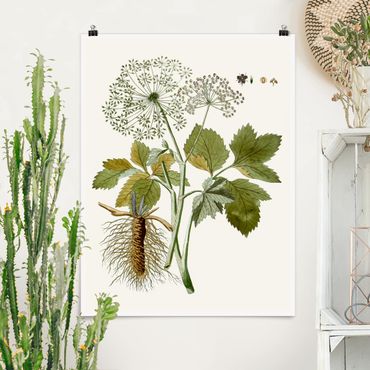 Poster fleurs - Wild Herbs Board IV