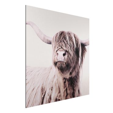 Tableau sur aluminium - Highland Cattle Frida In Beige