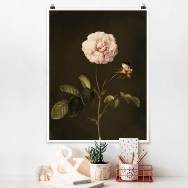 Poster reproduction - Barbara Regina Dietzsch - French Rose With Bumblbee