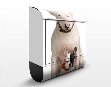 Boite aux lettres - Bull Terrier and Friend
