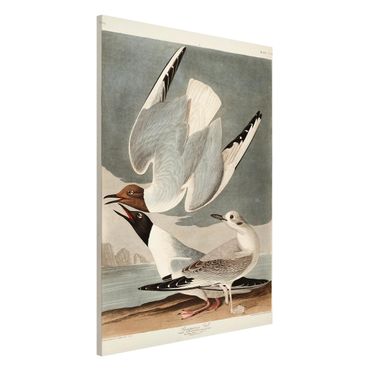 Tableau magnétique - Vintage Board Bonaparte Gull