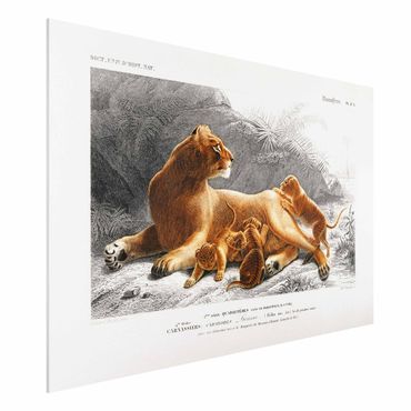 Impression sur forex - Vintage Board Lioness And Lion Cubs