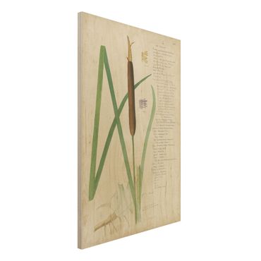 Impression sur bois - Vintage Botany Drawing Grasses II