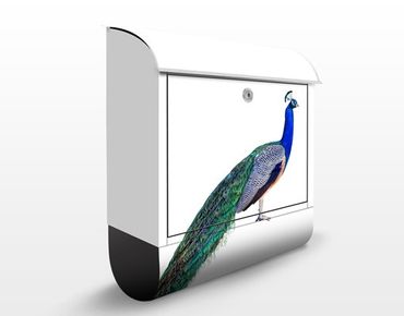 Boite aux lettres - Peacock