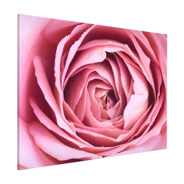 Tableau magnétique - Pink Rose Blossom