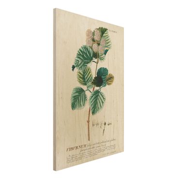 Impression sur bois - Vintage Botanical Illustration Snowball