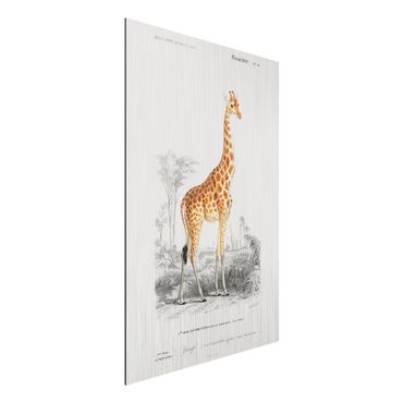 Impression sur aluminium - Vintage Board Giraffe