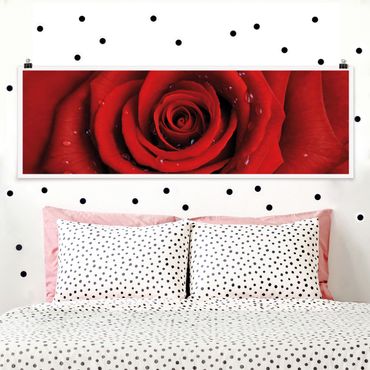Poster fleurs - Red Rose With Water Drops