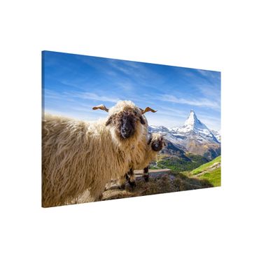 Tableau magnétique - Blacknose Sheep Of Zermatt