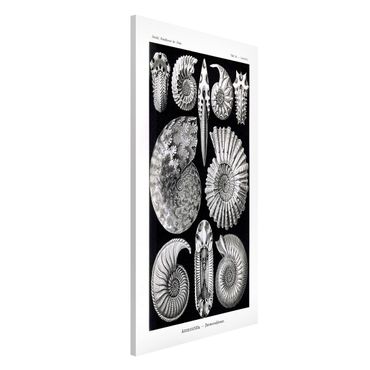 Tableau magnétique - Vintage Board Fossils Black And White
