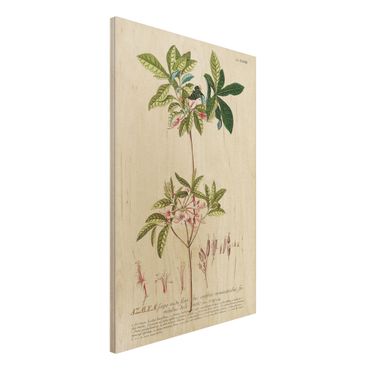 Impression sur bois - Vintage Botanical Illustration Azalea