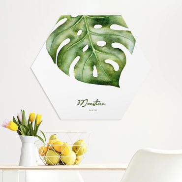 Hexagone en forex - Watercolour Botany Monstera