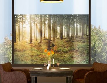 Décoration pour fenêtres - No.CA48 Morning forest