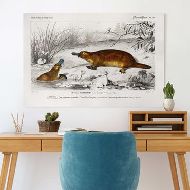 Impression sur toile - Vintage Board Platypus