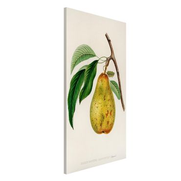 Tableau magnétique - Botany Vintage Illustration Yellow Pear