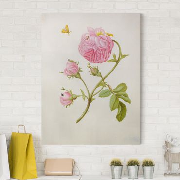 Tableau sur toile - Anna Maria Sibylla Merian - Wild Rose With Gracillariidae