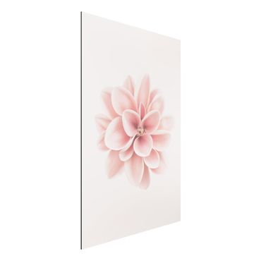 Tableau sur aluminium - Dahlia Pink Pastel Flower Centered