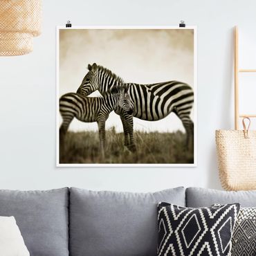 Poster - Zebra Couple