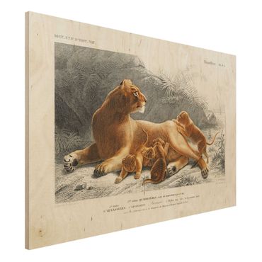 Impression sur bois - Vintage Board Lioness And Lion Cubs