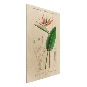 Impression sur bois - Botany Vintage Illustration Tropical Plant III