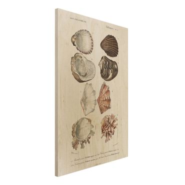 Impression sur bois - Vintage Board Eight Shells Rose Cream