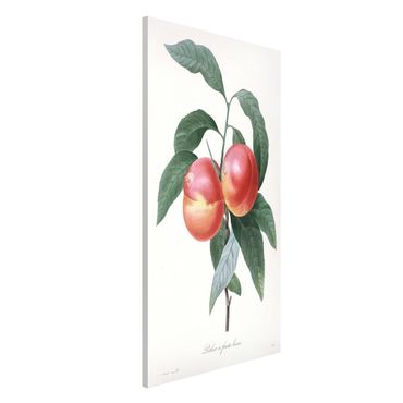 Tableau magnétique - Botany Vintage Illustration Peach
