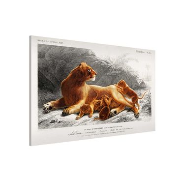 Tableau magnétique - Vintage Board Lioness And Lion Cubs