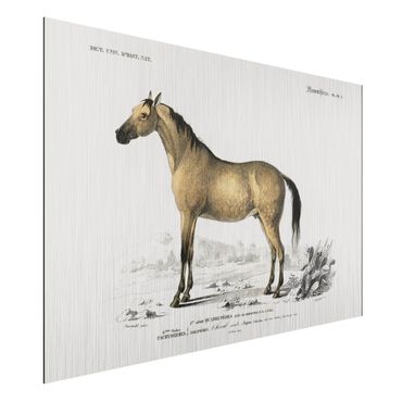Impression sur aluminium - Vintage Board Horse