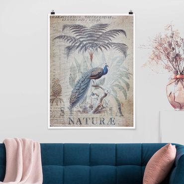 Poster - Shabby Chic Collage - Peacock