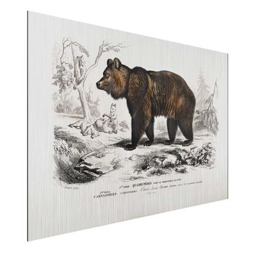 Impression sur aluminium - Vintage Board Brown Bear