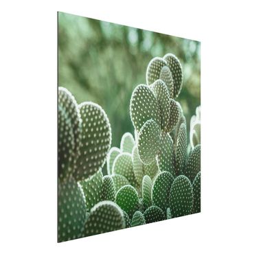 Tableau sur aluminium - Cacti