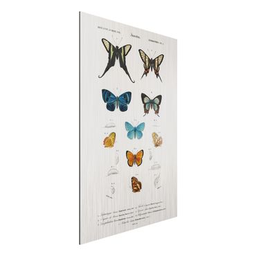 Impression sur aluminium - Vintage Board Butterflies I