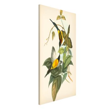 Tableau magnétique - Vintage Illustration Tropical Birds IV