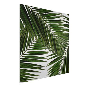 Tableau sur aluminium - View Through Green Palm Leaves
