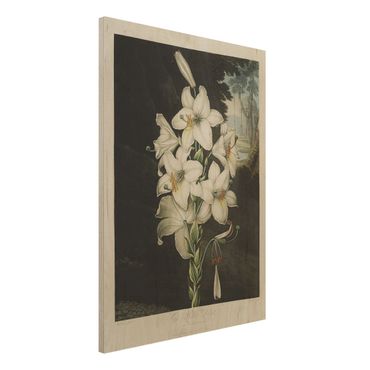 Impression sur bois - Botany Vintage Illustration White Lily