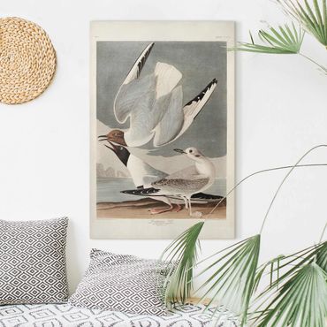 Impression sur toile - Vintage Board Bonaparte Gull