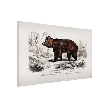 Tableau magnétique - Vintage Board Brown Bear