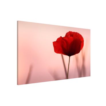Tableau magnétique - Poppy Flower In Twilight