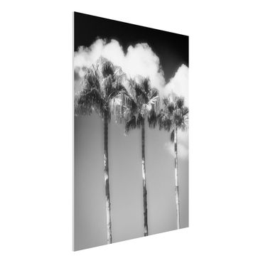 Impression sur forex - Palm Trees Against The Sky Black And White