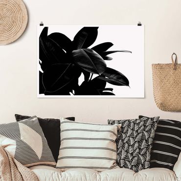 Poster - Rubber Tree Black And White
