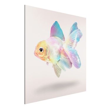 Impression sur aluminium - Fish In Pastel