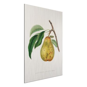 Impression sur aluminium - Botany Vintage Illustration Yellow Pear